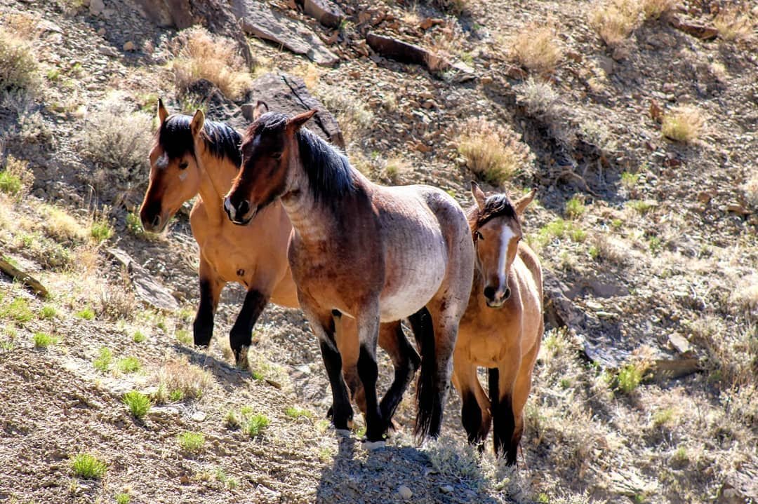 Where to Find Wild Horses